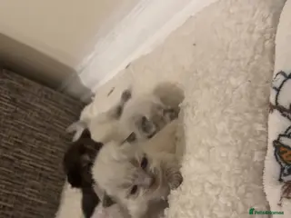 Ragdoll cats 🐾 Beautiful Ragdoll Kittens Available🐾 - Advert 11