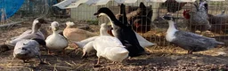 Ducks poultry for sale: Female Aylesbury and Runner Ducks - Advert 3