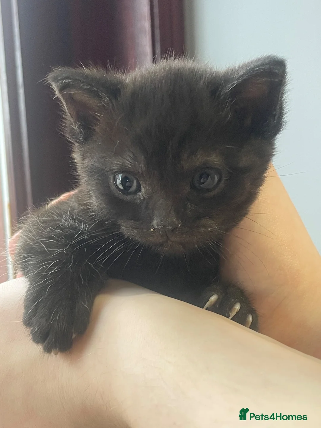 British Shorthair cats for sale: Five Gorgeous Kittens Looking for Forever Homes 🐾 in Peterhead - Advert 10
