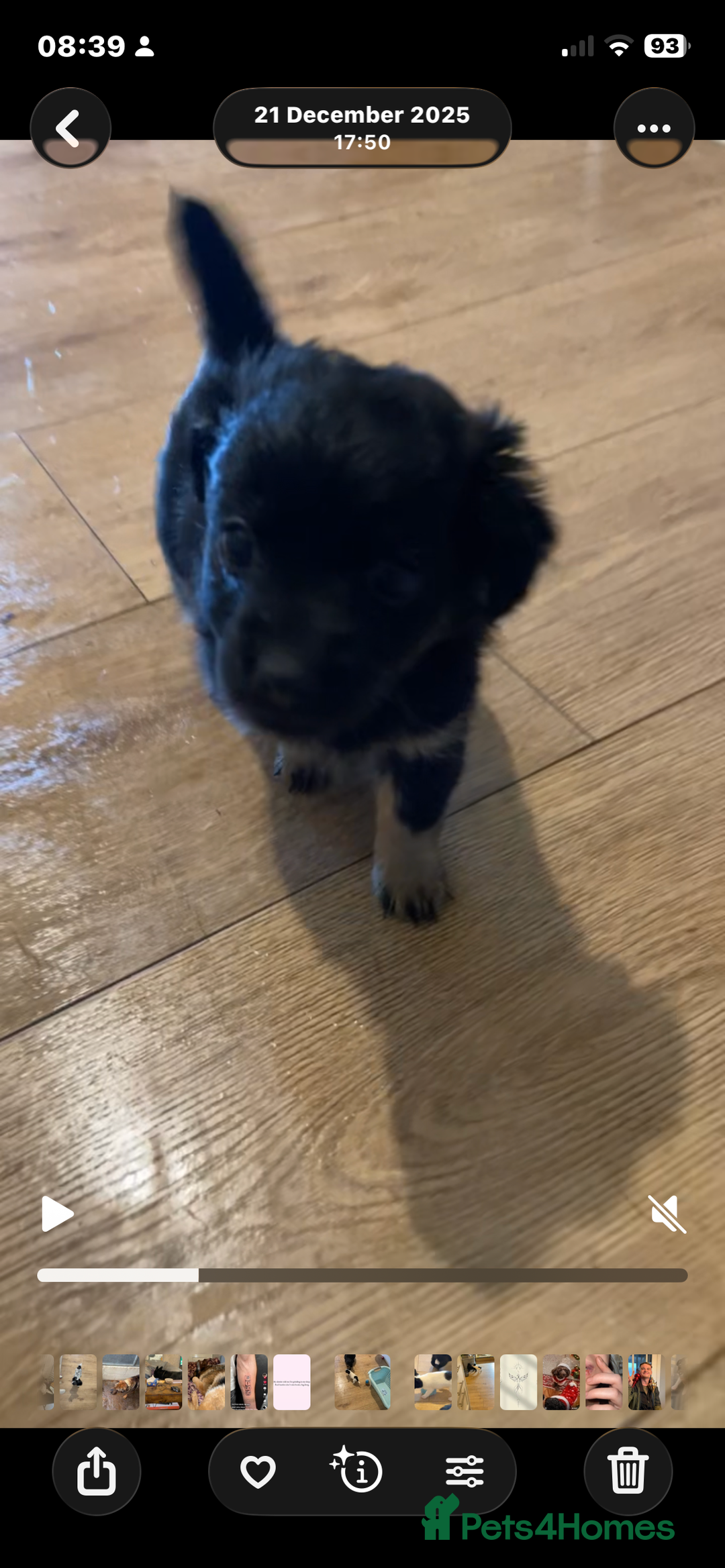 Jackapoo dogs for sale: Jackapoo puppies ready to leave - Advert 16