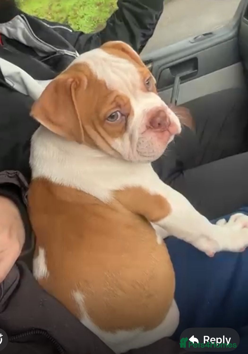 Old Tyme Bulldog dogs Old tyme bulldog  - Advert 1