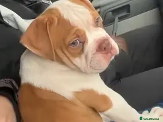 Old Tyme Bulldog dogs Old tyme bulldog - Advert 1