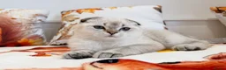 Scottish Fold cats for sale: 💙🐾 **Gorgeous Scottish Fold Boy ** - Advert 14