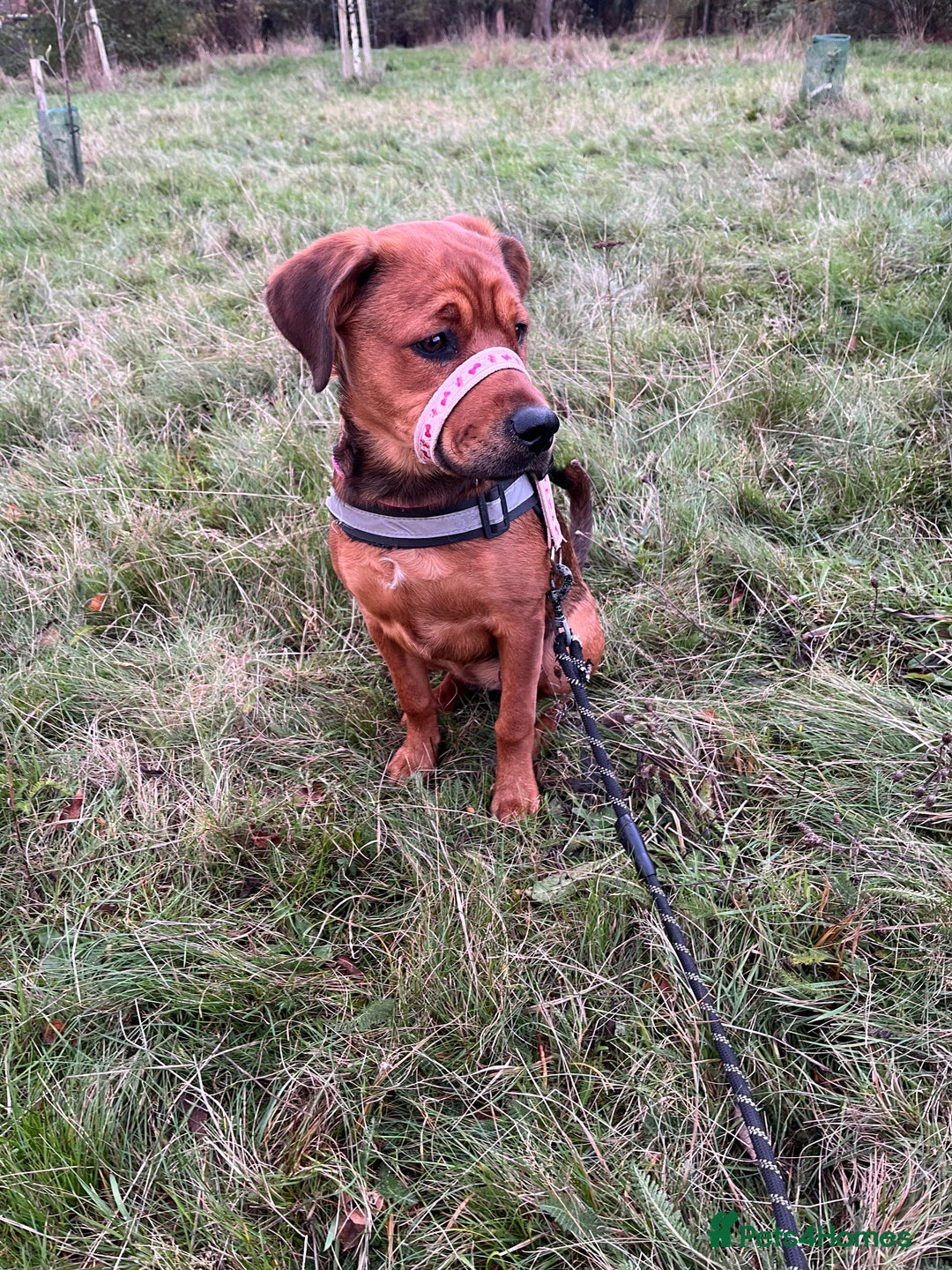 Mixed Breed dogs for sale: Rogue  - Advert 2