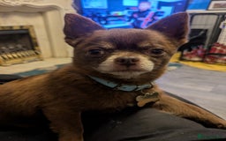 Chihuahua dogs for sale: Stunning merle Chihuahua puppies  - Image 15
