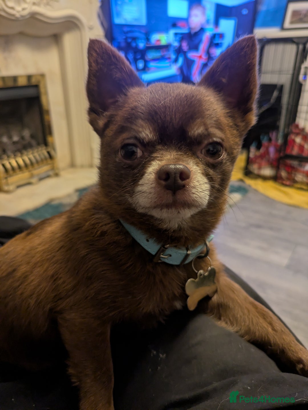 Chihuahua dogs for sale: Stunning merle Chihuahua puppies  - Image 15