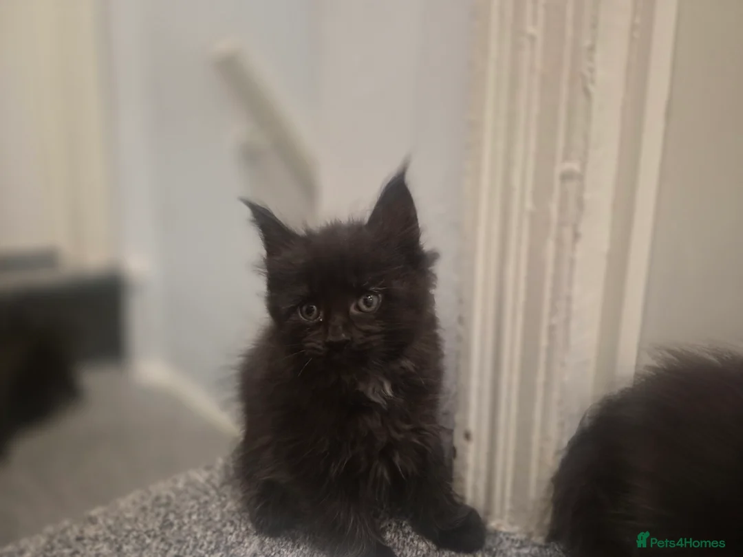 Maine Coon cats for sale: 5 beautiful maine coons left  - Advert 8