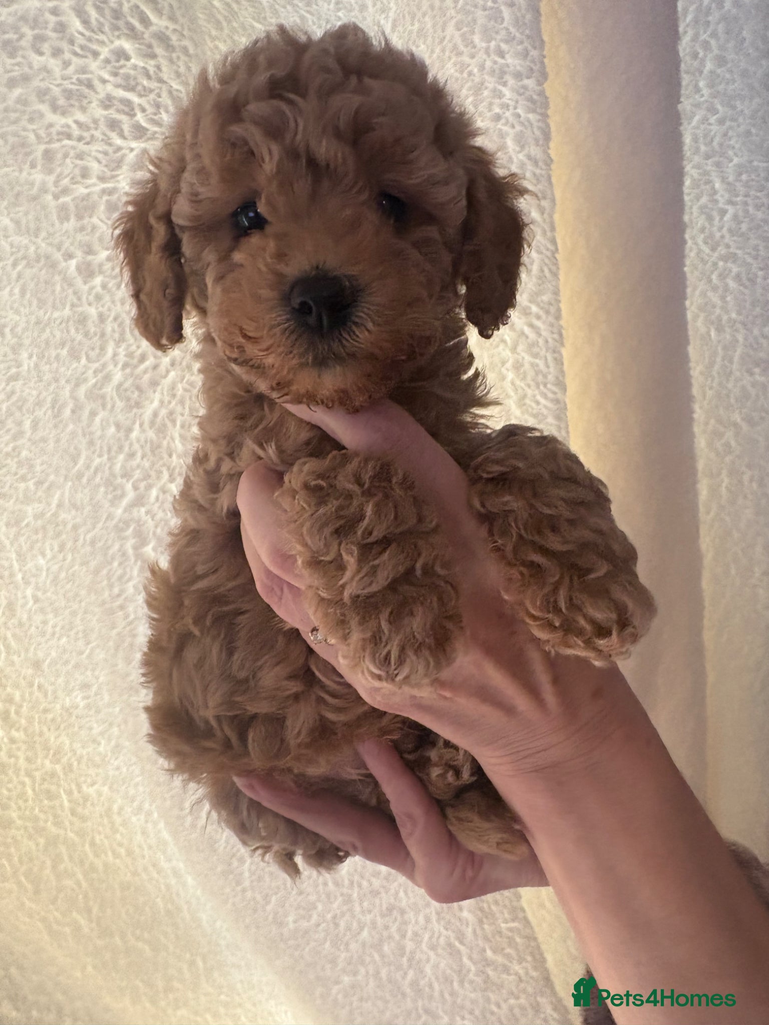 Cavapoo dogs 1 tiny boy available reduced to £1800 - Advert 16
