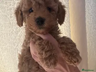 Cavapoo dogs 1 tiny boy ready on Tuesday 19th may - Advert 3
