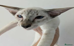 Siamese cats for sale: Siamese Kittens For Sale. - Image 10