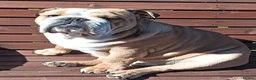 English Bulldog dogs for stud: Harry Fawn English Bulldog - Advert 5