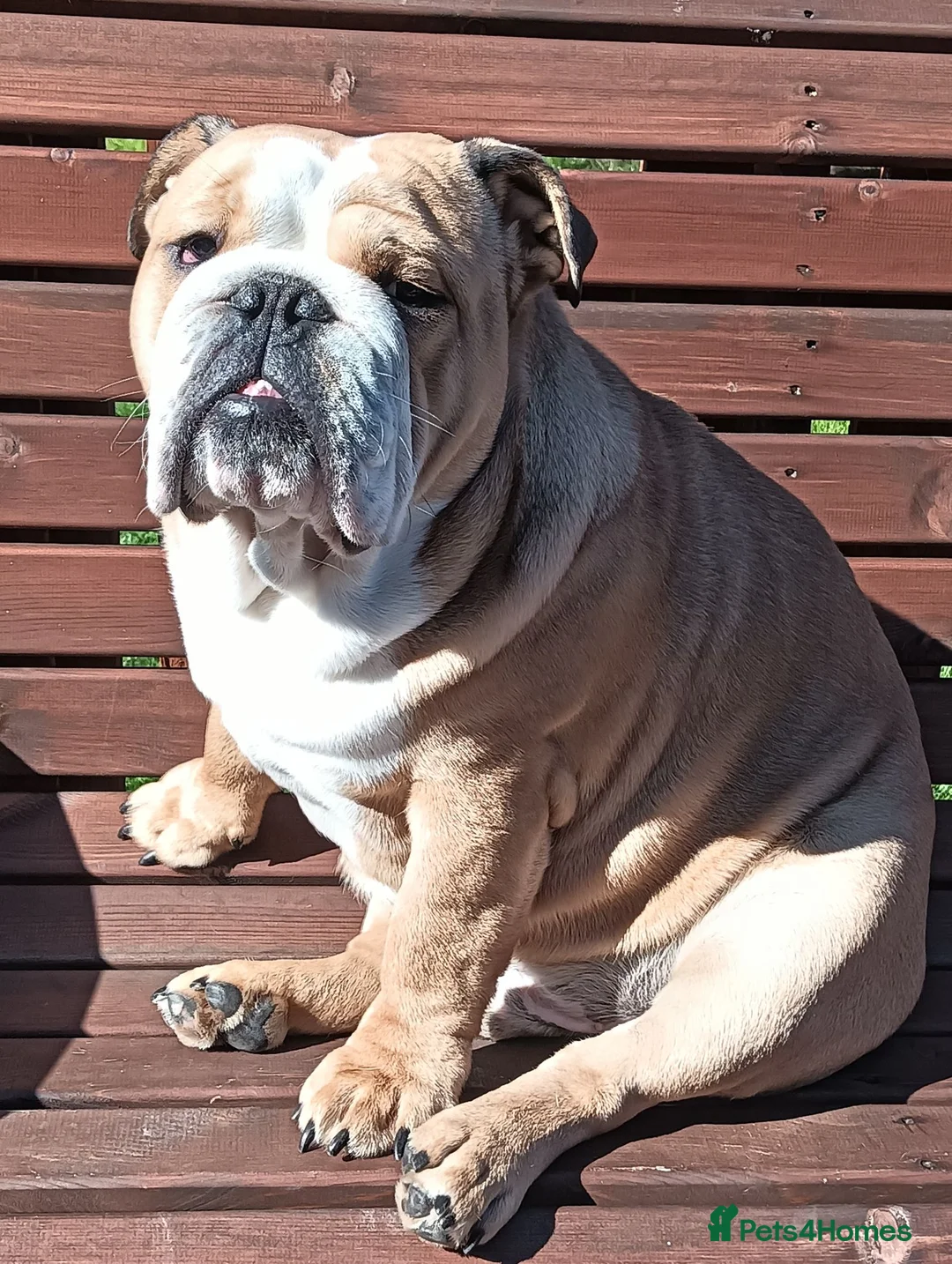 English Bulldog dogs for stud: Harry Fawn English Bulldog - Advert 5