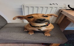 Patterjack dogs for sale: Leo - patterjack - Image 2