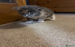 Maine Coon cats for sale: 3 females 1 male Maine Coone kittens - Image 12