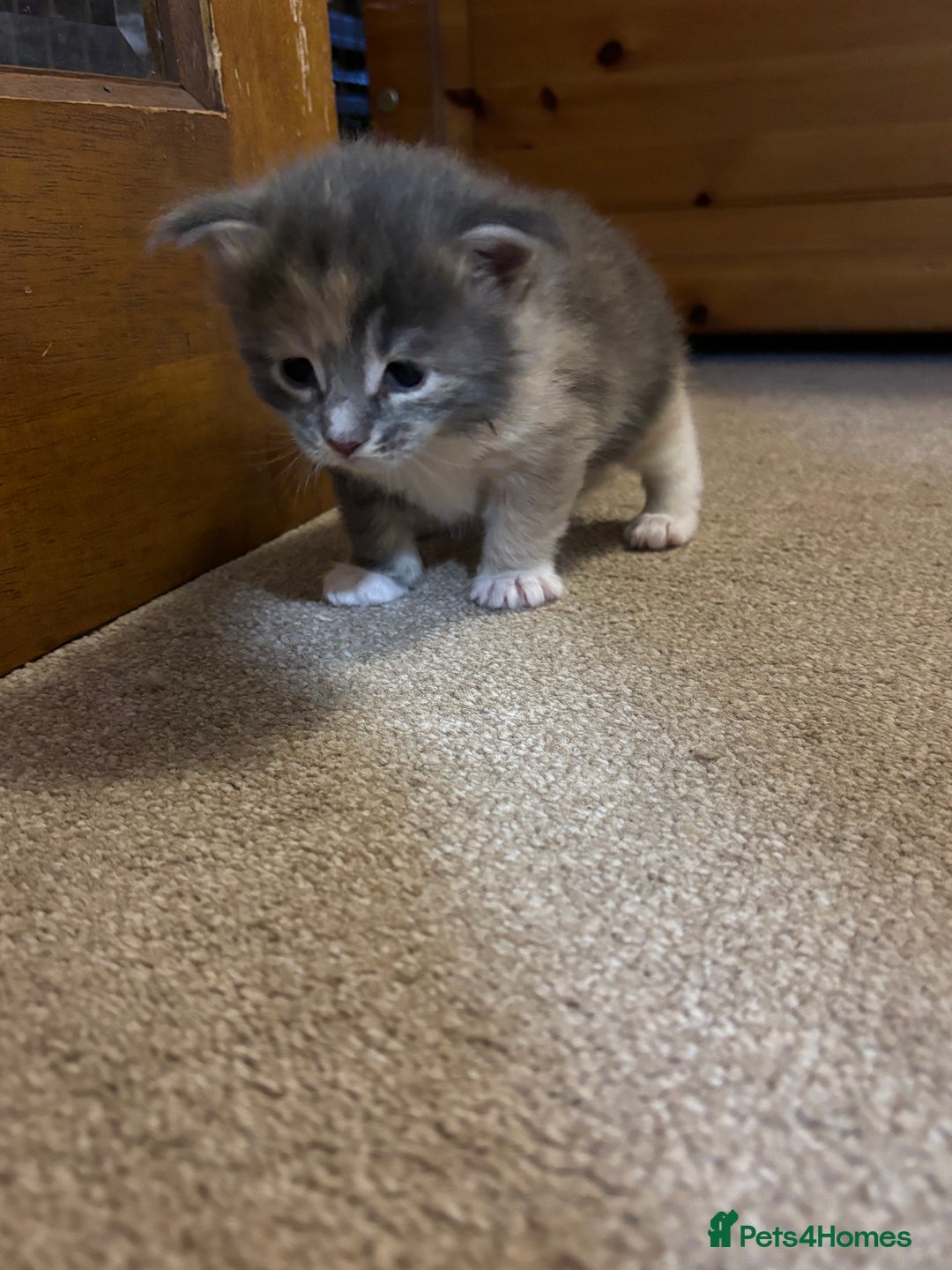 Maine Coon cats for sale: 3 females 1 male Maine Coone kittens - Image 12