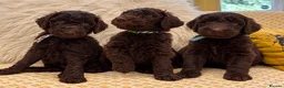 Goldendoodle dogs for sale: Standard F1bb Goldendoodles - three females only  in Ramsgate - Advert 1
