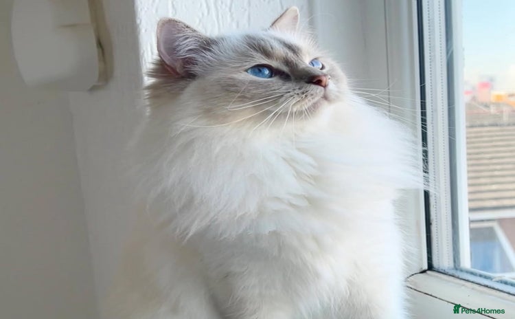 Ragdoll cats in Manchester - Advert 2