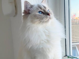 Ragdoll cats in Manchester - Advert 3