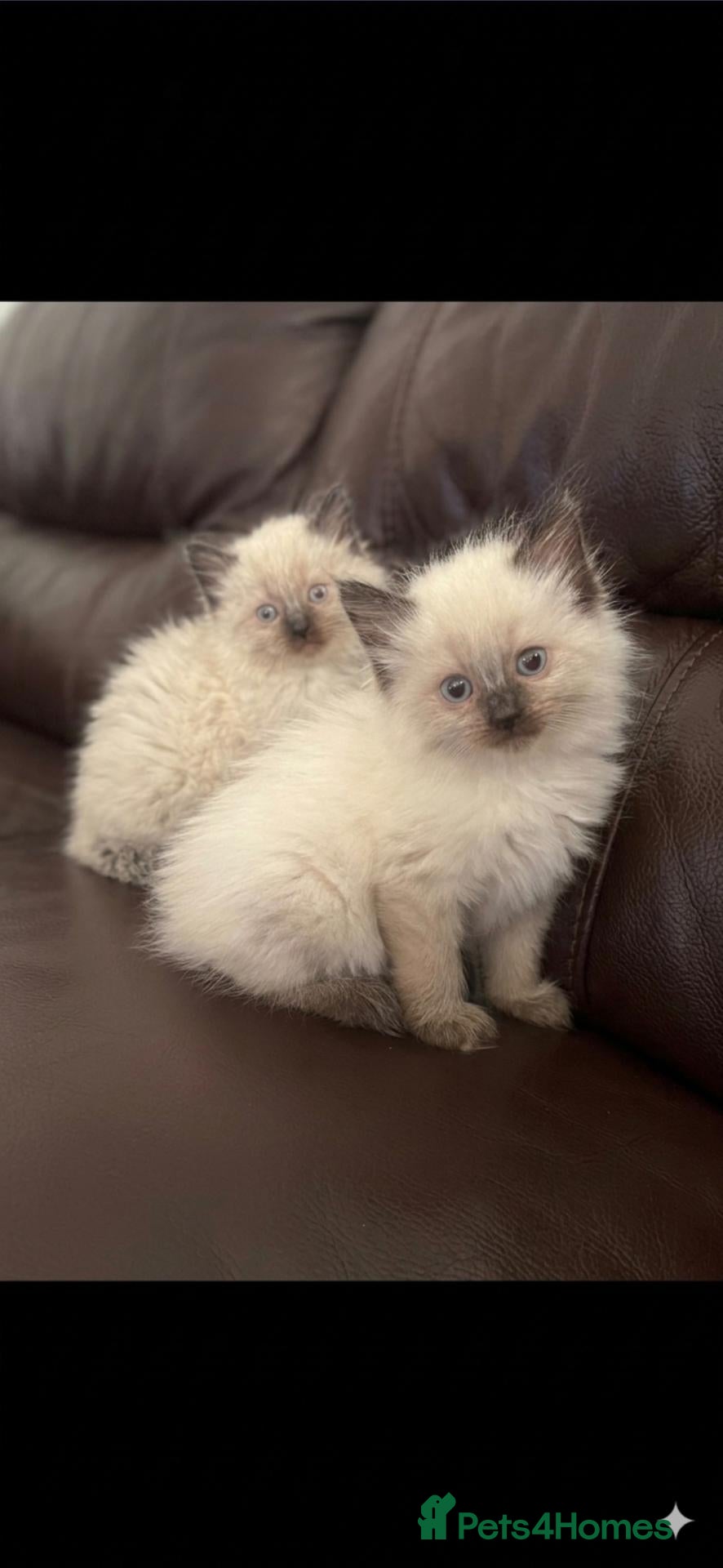 Ragdoll cats 3 sealpoint male ragdoll kittens - Advert 5