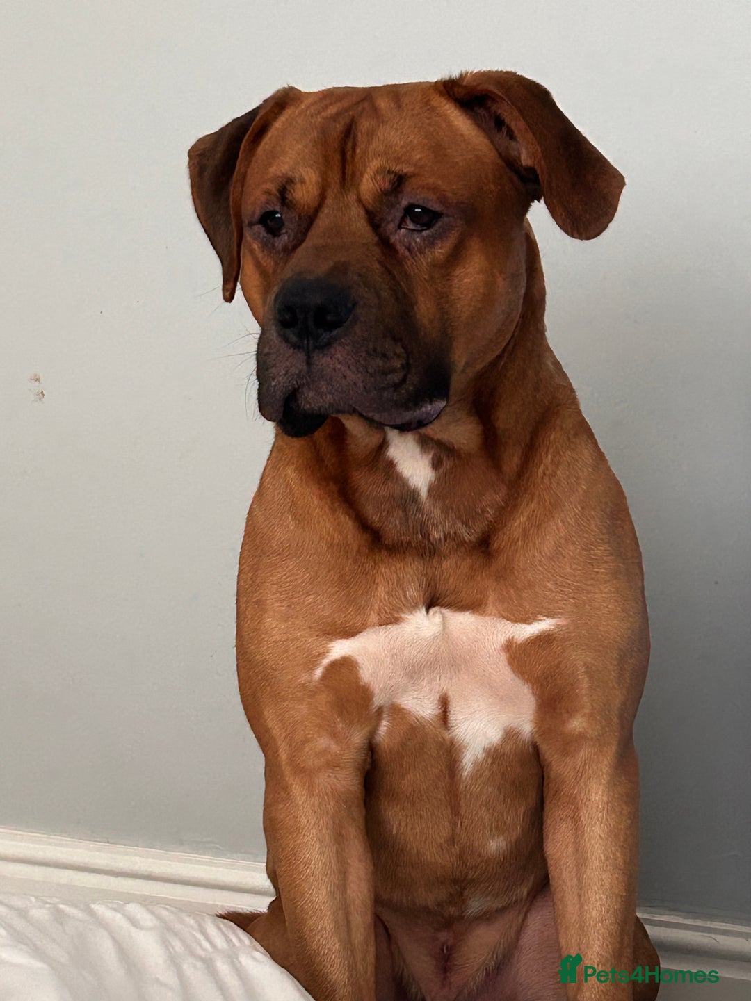 Mixed Breed dogs for sale: Zeus  - Image 4