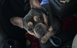 French Bulldog dogs for sale: French bulldog  - Image 1