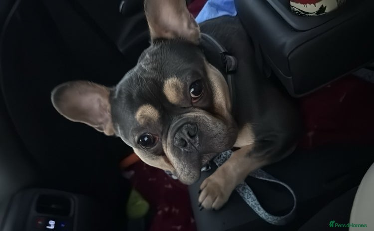 French Bulldog dogs - Advert 1