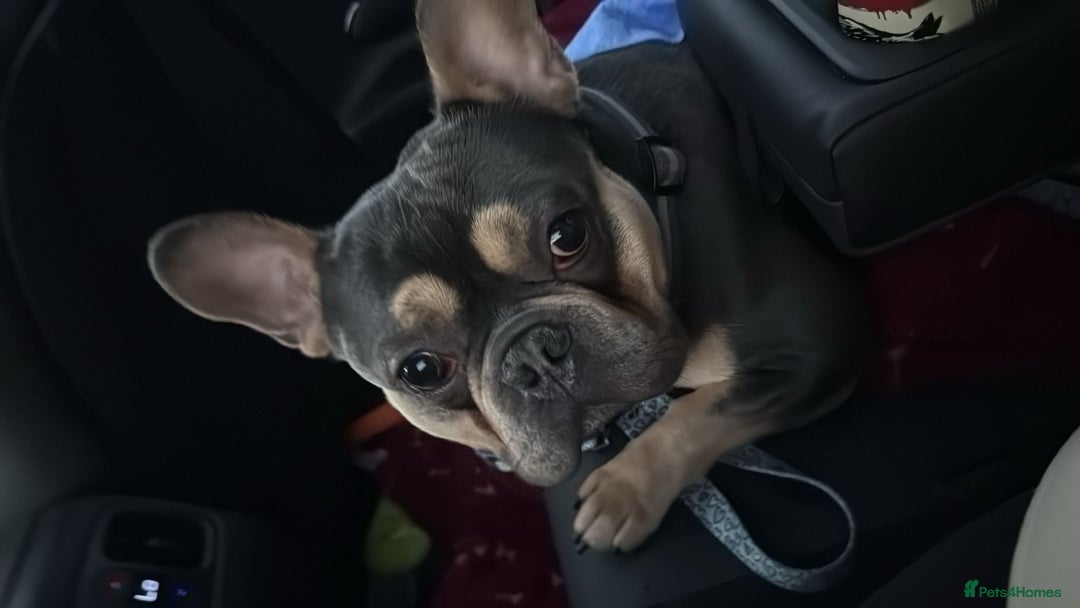 French Bulldog dogs for sale: French bulldog  - Image 1