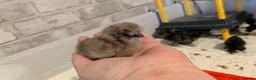 Chickens poultry for sale: Silkie Chicks mixed colours 17 left  in Hebburn - Advert 11