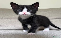 Mixed Breed cats for sale: 5 Beautiful fluffy kittens ready to be re-homed ❤️ - Image 20