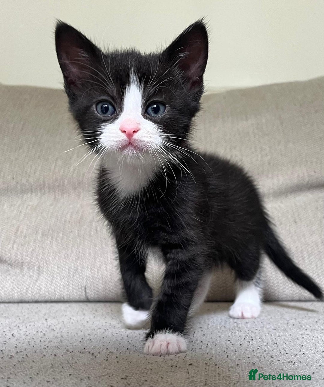 Mixed Breed cats for sale: 5 Beautiful fluffy kittens ready to be re-homed ❤️ - Image 20