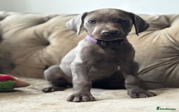 Weimaraner dogs for sale:  Ready next week✨1 Boy & last few Girls Available✨ - Image 25