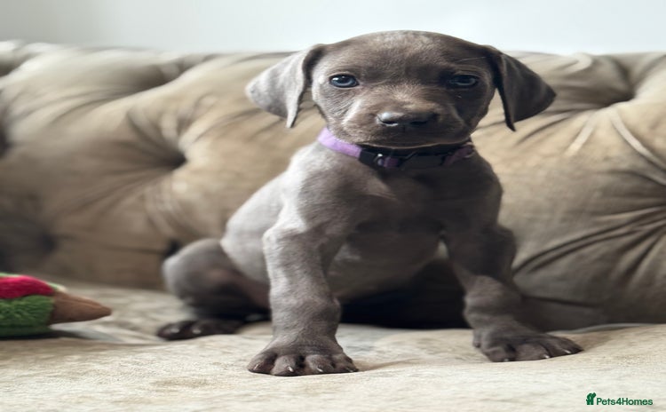 Weimaraner dogs - Advert 1