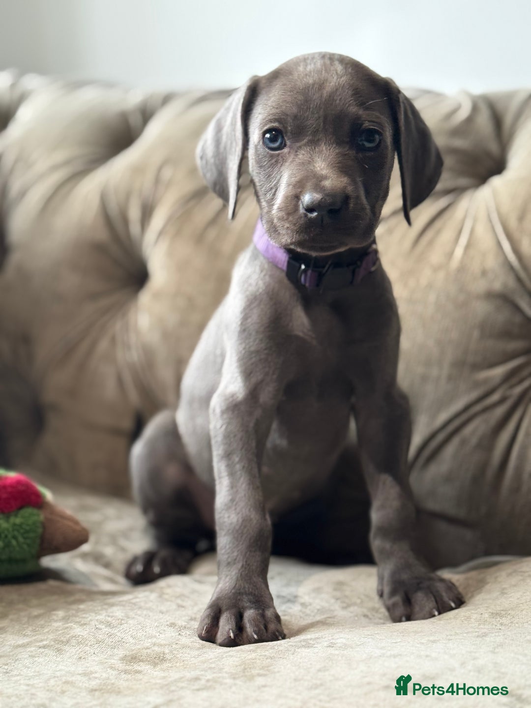 Weimaraner dogs for sale:  Ready next week✨1 Boy & last few Girls Available✨ - Image 25