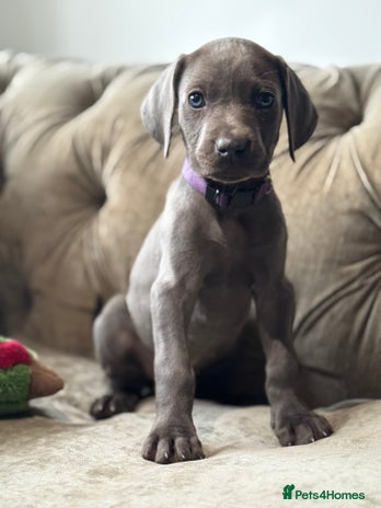 Weimaraner dogs - Advert 1