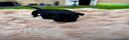 Cane Corso dogs for sale: Cane corso - Advert 9