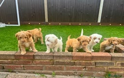 Mixed Breed dogs for sale: 👑 Superb Rare Health Tested Cockadoodledoo Pups - Image 1