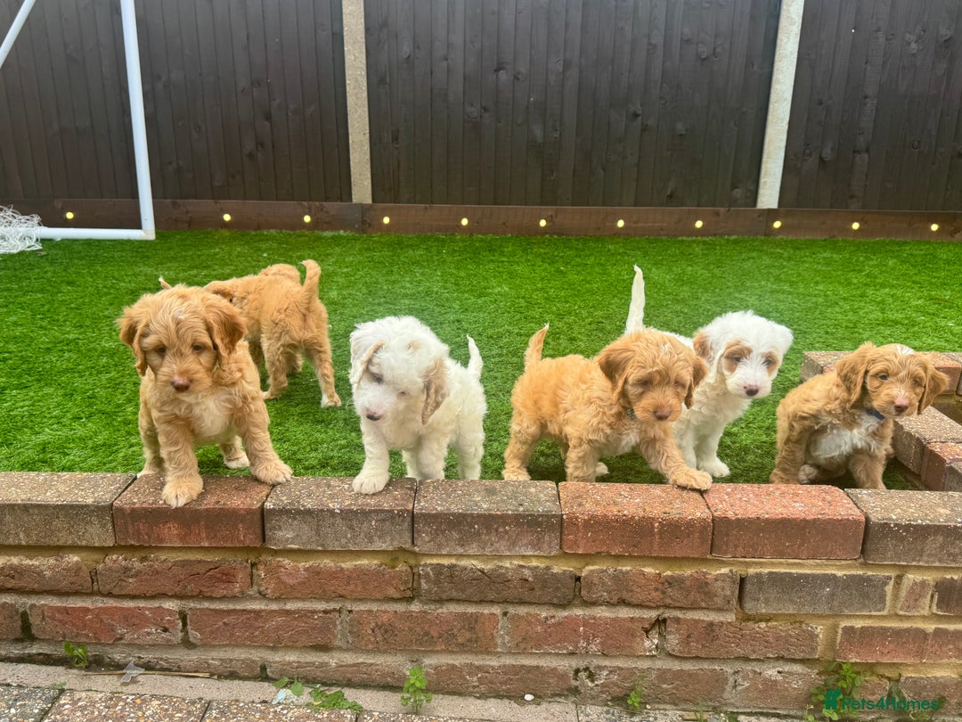 Mixed Breed dogs for sale: 👑 Superb Rare Health Tested Cockadoodledoo Pups - Image 1