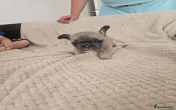 French Bulldog dogs for sale: French bulldog  - Image 4