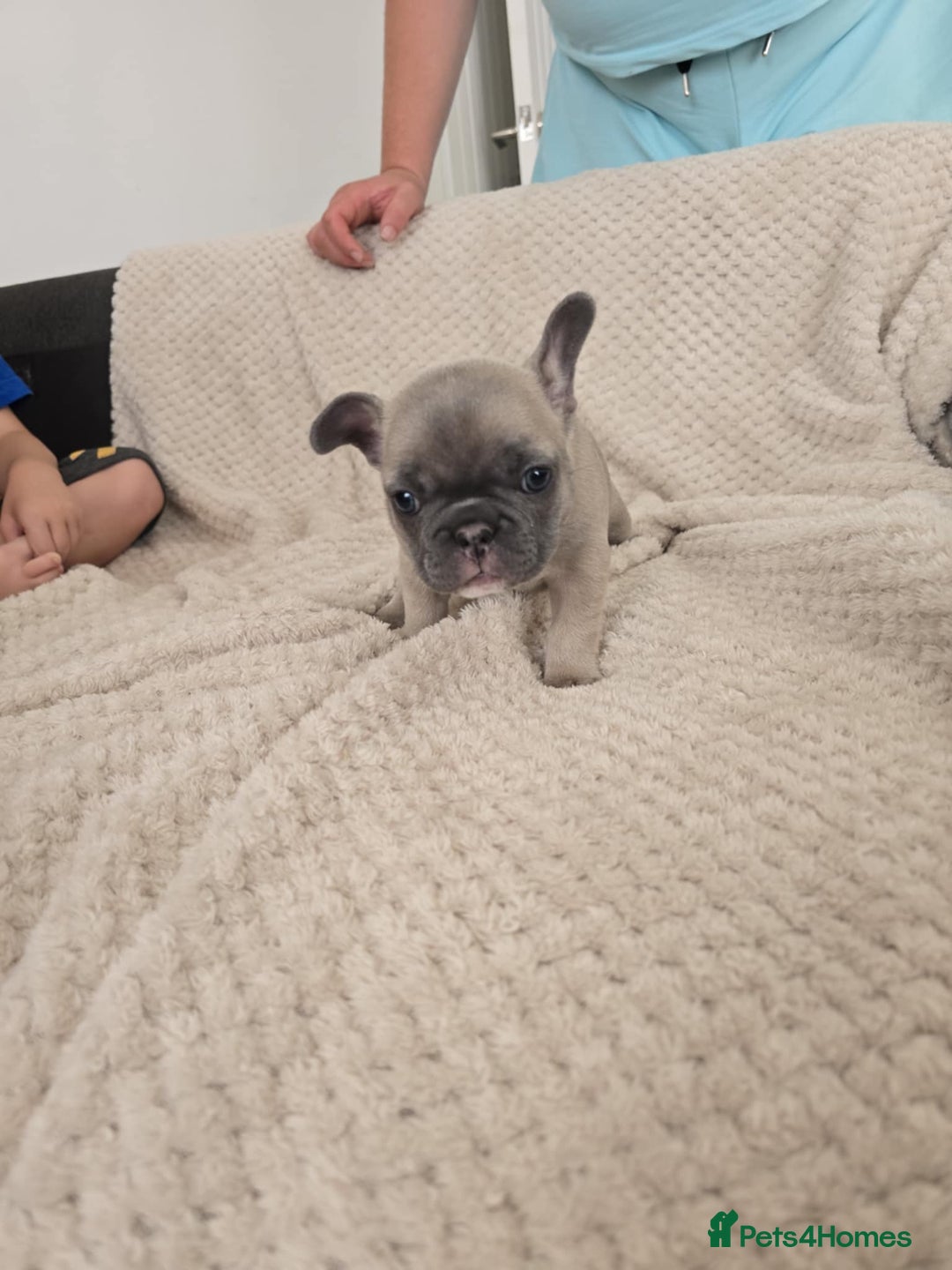 French Bulldog dogs for sale: French bulldog  - Image 4