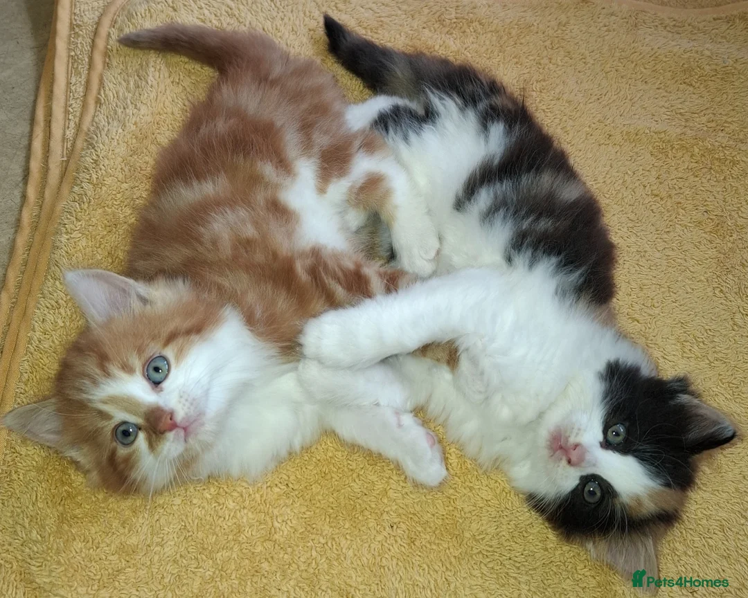 British Longhair cats for sale: 2 Beautiful Longhaired Kittens 1 Male 1 Female. in Dudley - Advert 1