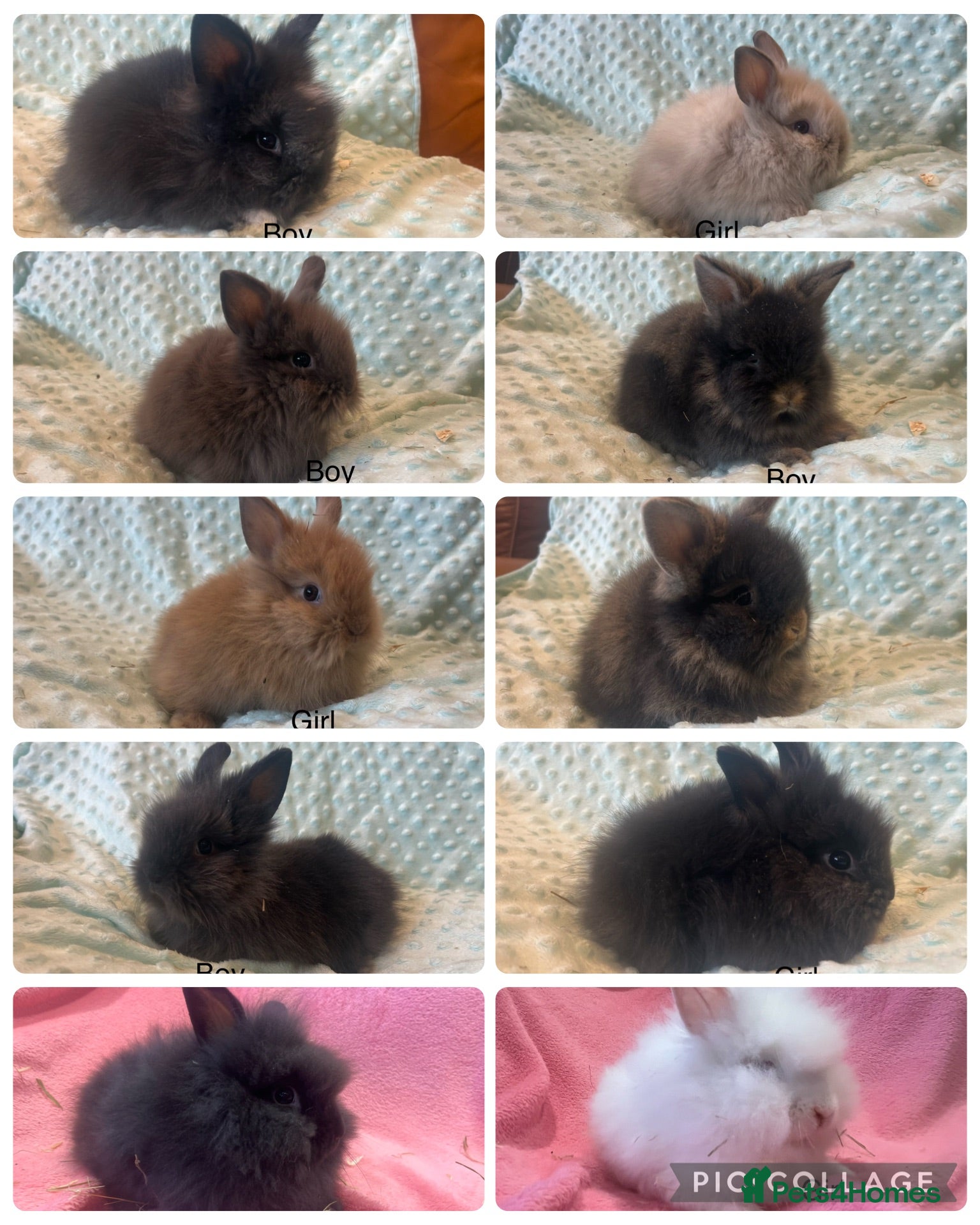 Lionhead rabbits Mini double maned lionheads £30-£75 - Advert 1