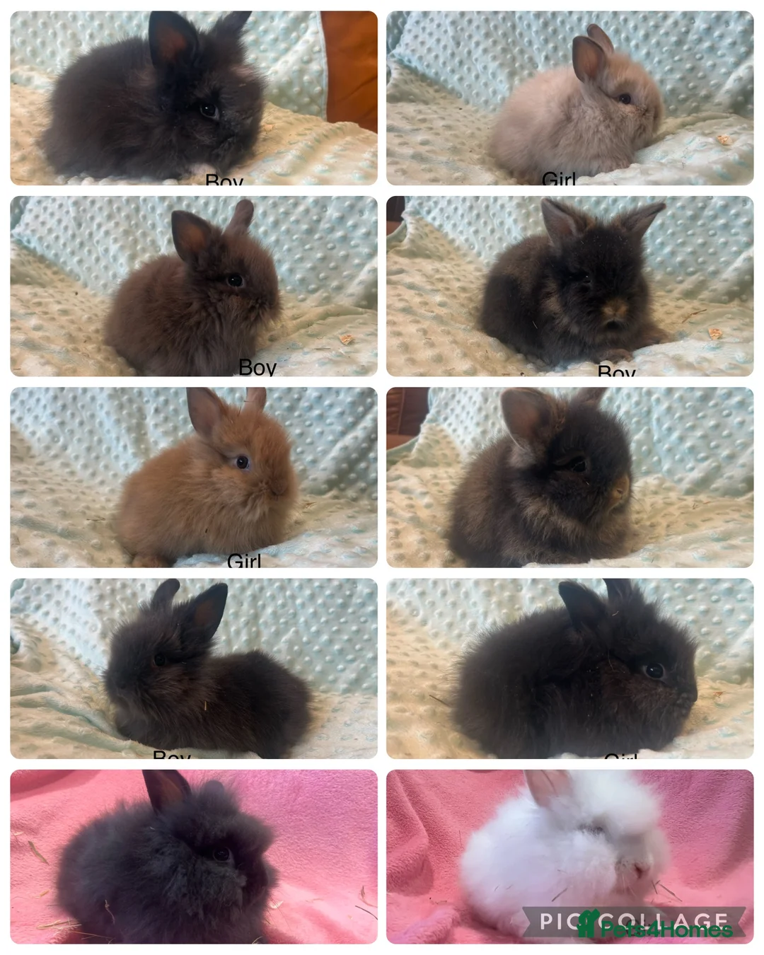 Lionhead rabbits for sale: Mini double maned lionheads £30-£75 - Advert 1