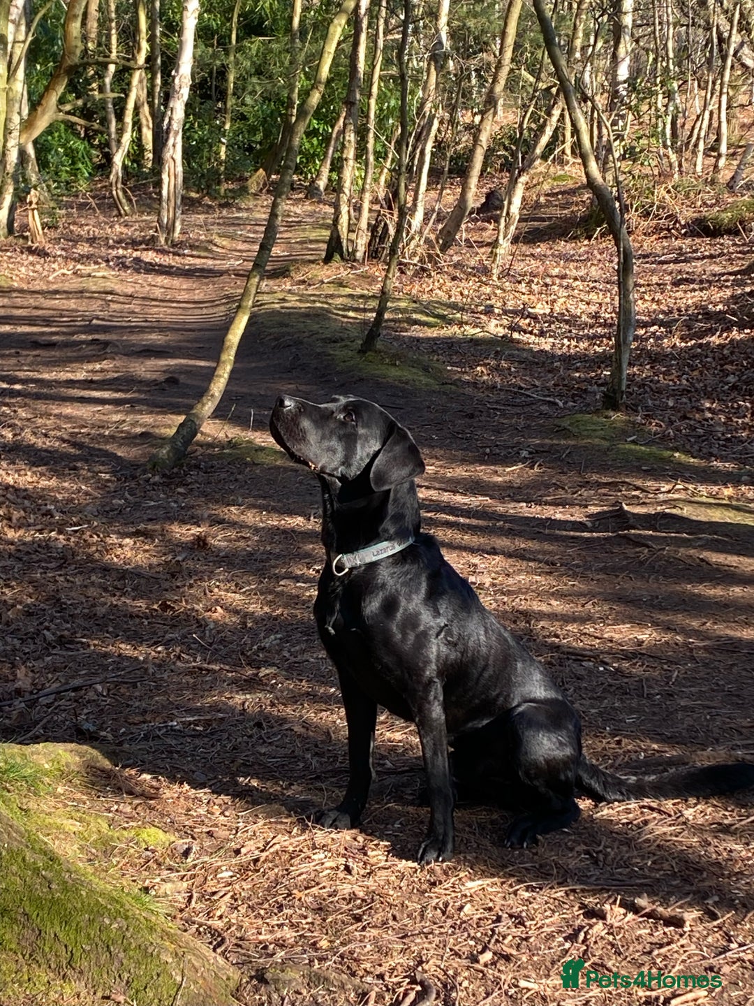 Labrador Retriever dogs for stud: Proven KC registered black field lab, for stud in Wirral - Advert 2