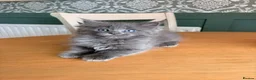 Ragcoon cats for sale: Last of litter affectionate playful Ragcoon baby  - Advert 32