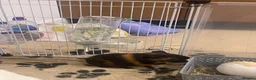 Guinea Pig rodents for sale: 2 lovely boys  in Oxford - Advert 4