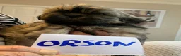 Shih Tzu dogs for sale: Shih tzu puppies  in Sutton-in-Ashfield - Advert 5