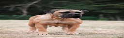 Boerboel dogs for sale: Waitlist now open - Advert 12