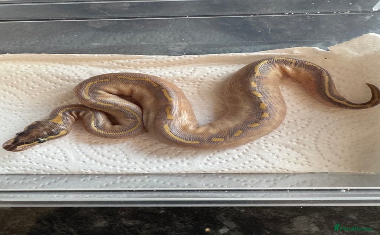 Snake reptiles - Advert 4