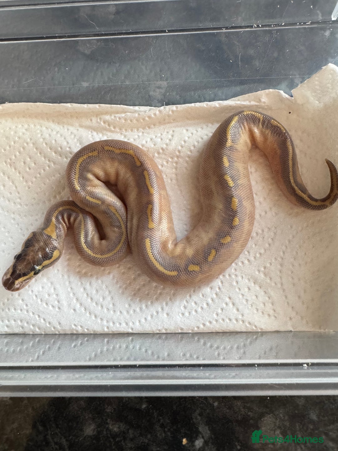Snake reptiles for sale: 2025 royal python hatchlings ( highways)  - Image 6