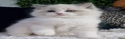 Ragdoll cats for sale: 🎀🐈Exclusive quality kittens🏆Champion parents🐈 - Advert 20